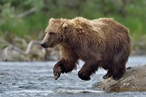Junction: Grizzly (Ursus arctos horribilis ) fishing, Junction
