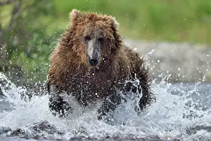 Pursue: Grizzly (Ursus arctos horribilis ) fishing, Junction