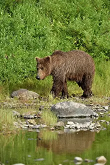 Junction: Grizzly (Ursus arctos horribilis ) fishing, Junction