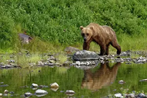 Junction: Grizzly (Ursus arctos horribilis ) fishing, Junction