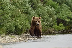 Junction: Grizzly (Ursus arctos horribilis ) fishing, Junction