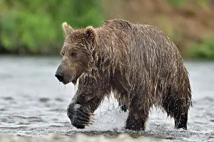 Junction: Grizzly (Ursus arctos horribilis ) fishing, Junction