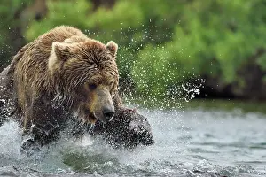 Pursue: Grizzly (Ursus arctos horribilis ) fishing, Junction