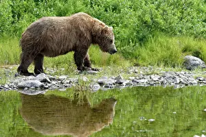 Katmai: Grizzly (Ursus arctos horribilis ) fishing, Junction