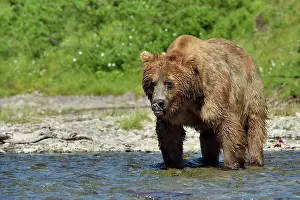 Katmai: Grizzly (Ursus arctos horribilis ) fishing, Junction