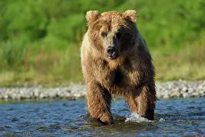 Katmai: Grizzly (Ursus arctos horribilis ) fishing, Junction