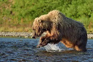 Katmai: Grizzly (Ursus arctos horribilis ) fishing, Junction