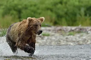 Katmai: Grizzly (Ursus arctos horribilis ) fishing, Junction