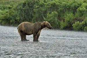 Wate: Grizzly (Ursus arctos horribilis ) fishing in rain