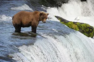 Katmai: Grizzly (Ursus arctos horribilis), Katmai National