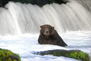 Katmai: Grizzly (Ursus arctos horribilis), Katmai National