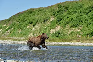 Pursuing: Grizzly (Ursus arctos horribilis) pursuing a salmon