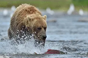Pursuing: Grizzly (Ursus arctos horribilis) pursuing a salmon