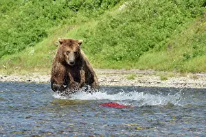 Pursuing: Grizzly (Ursus arctos horribilis) pursuing a salmon
