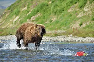 Pursuing: Grizzly (Ursus arctos horribilis) pursuing a salmon