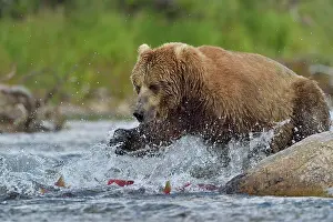 Pursuing: Grizzly (Ursus arctos horribilis) pursuing salmons