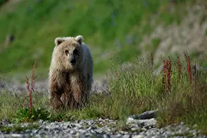 Katmai: Grizzly (Ursus arctos horribilis ) walking on bank