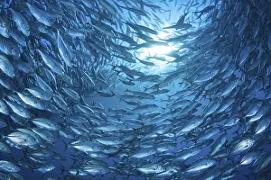 Lights: GroBaugen-Stachelmakrele, Caranx sexfasciatus Bigeye Trevally
