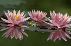 Rana: groene kikker