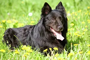 Groenendael: Groenendael / Belgian Shepherd Dog