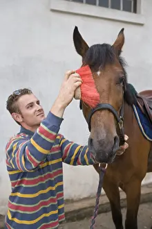 Lorraine: Groom brushing the head of a Horse in riding school