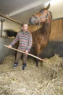 Stable: Groom is puting a straw bottom in horsebox of Selle Francais