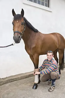 Preparing: Groom treating and preparing a Saddle horse France