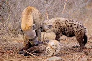 Suck: Grooming and feeding in the morning