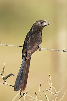 Crotophaga: Groove-billed Ani