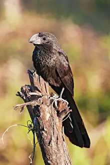 Crotophaga: Groove-billed Ani