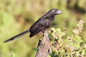 Crotophaga: Groove-billed Ani