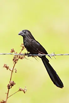 Crotophaga: Groove-billed Ani