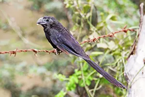 Crotophaga: Groove-billed Ani