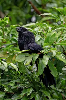 Cuckoo: Groove-billed ani perched in roadside pasture