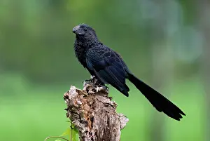 Cuckoo: Groove-billed ani perched in roadside pasture