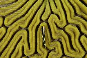 Grooved: Grooved Brain Coral (Diploria labyrinthiformis)