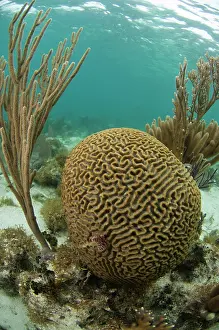 Pete: Grooved Brain Coral (Diploria labyrinthiformis)