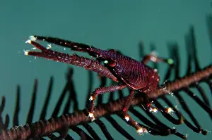 Raised: Grooved Squat Lobster - with raised pincers on