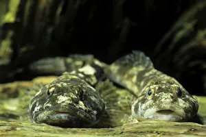 Deutschland: Groppen (Cottus gobio), Bayern, Deutschland