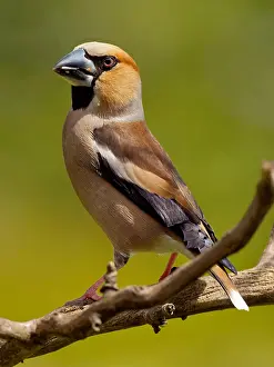 Station: grosbeak