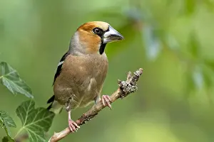 Station: grosbeak