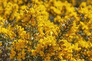 Grose: Grose - brightly yellow blooming gorse in spring