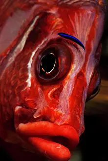 Squirrelfish: Grossdorn-Husarenfisch (Sargocentron spiniferum)