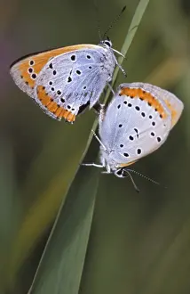 Dispar: Grote vuurvlinder