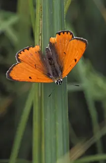 Dispar: Grote vuurvlinder