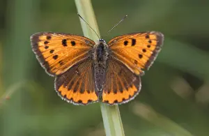 Dispar: Grote vuurvlinder