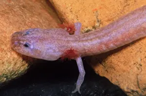 Grotto: Grotto Salamander larva