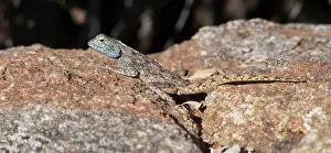 Agama: Ground Agama