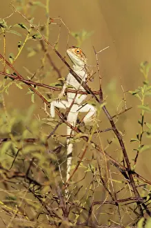 Agama: Ground Agama. Basking. Kalahari Desert, Kgalagadi