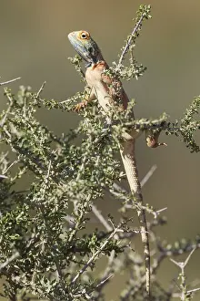 Agama: Ground Agama - breeding males develop the blue throat